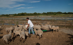 Éco-pâturage sur les marais salants - visite @ Salorge de Rostu | Mesquer | Pays de la Loire | France