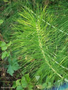 Conférence d'été "Les Préparations Naturelles Peu Préoccupantes (PNPP) - Solution alternative aux pesticides" par Patrice A. MARCHAND @ Salle l'ArtyMès | Mesquer | Pays de la Loire | France